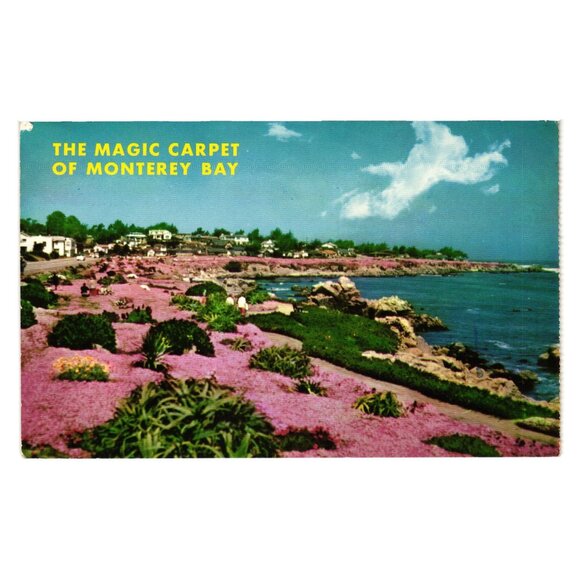 Magic Carpet Of Monterey Bay Pacific Grove Ocean View Postcard 1968 Vintage - Picture 1 of 2